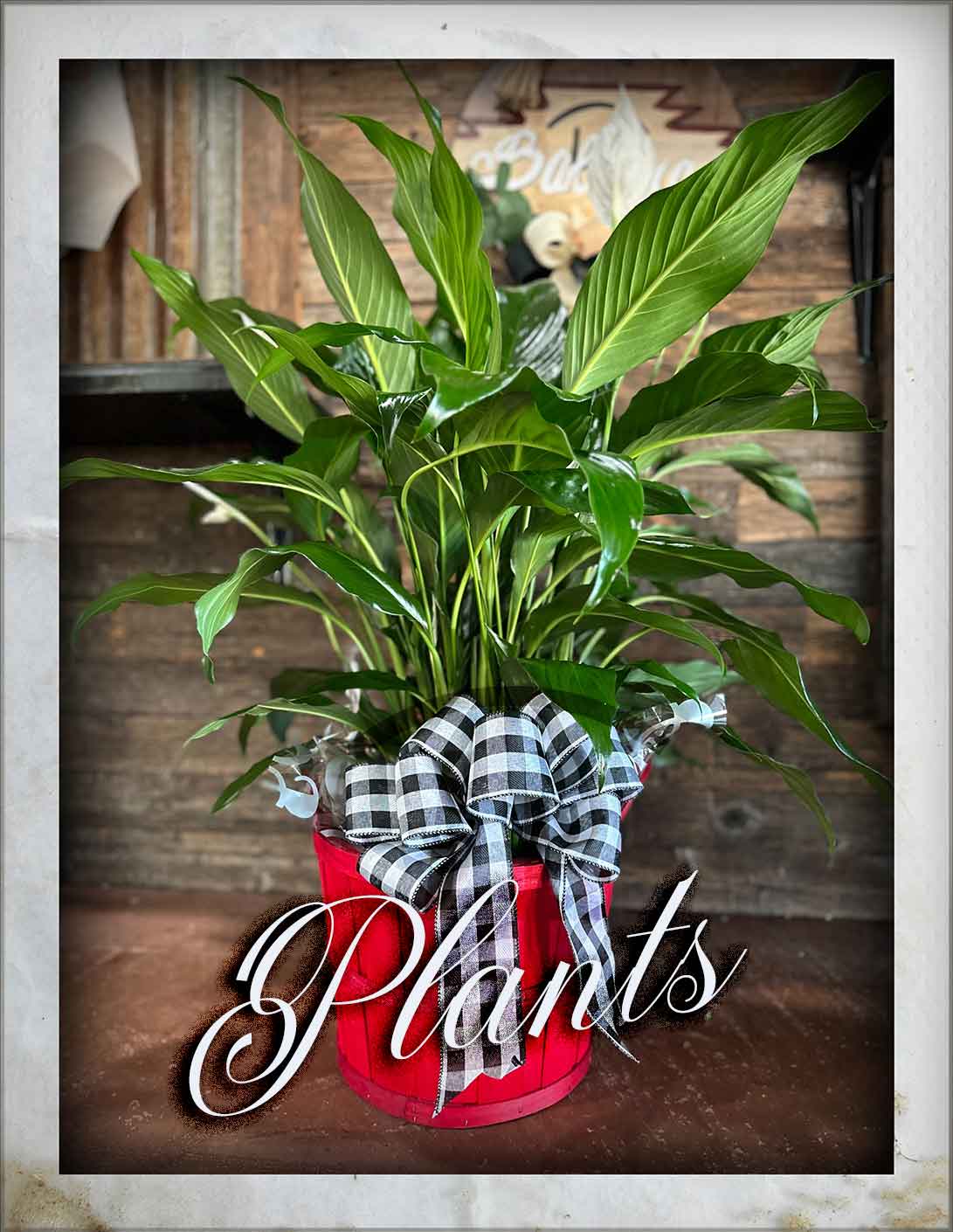 Plants 4 Petals Flower Shop