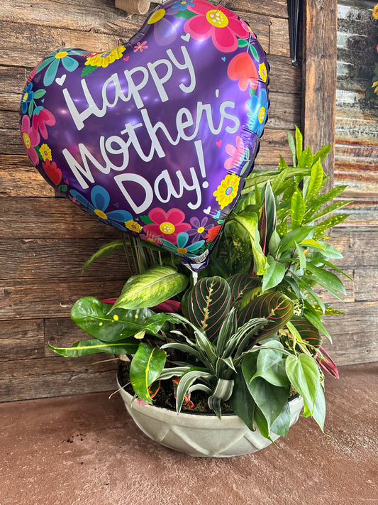 Mothers Day Plant