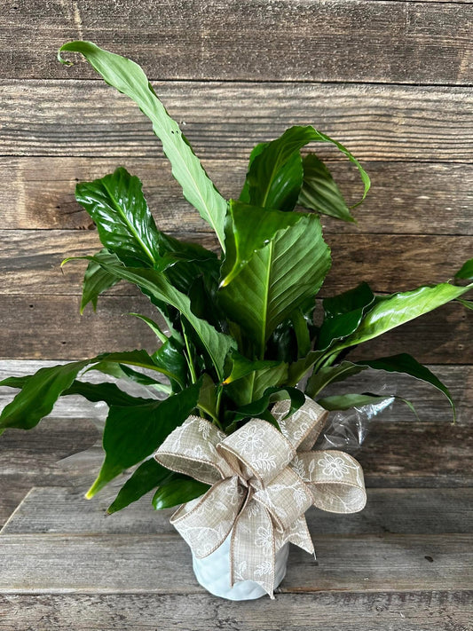 PEACE LILY