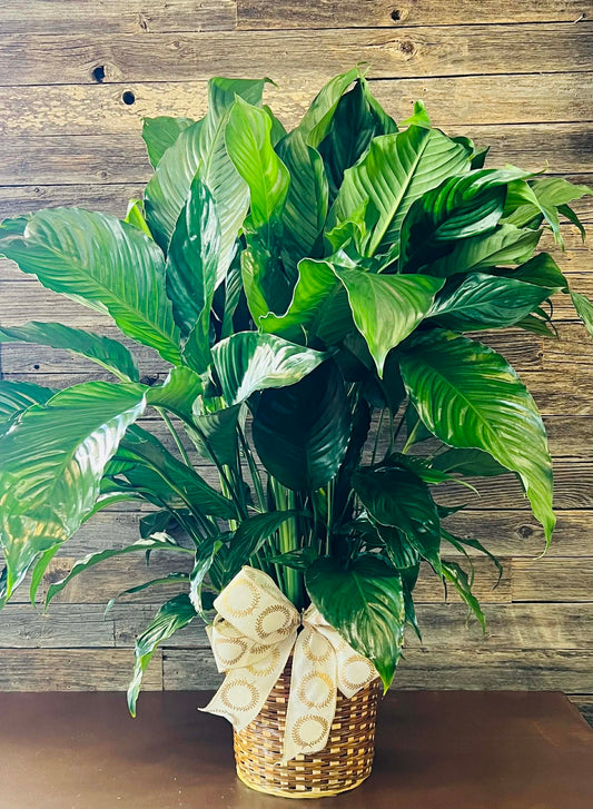 PEACE LILY