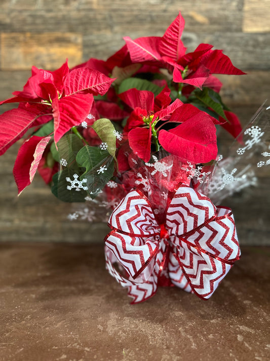 Christmas Poinsettias